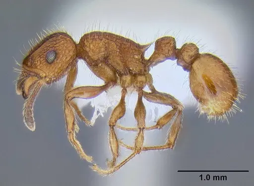 Tetramorium spinosum - CASENT0106287