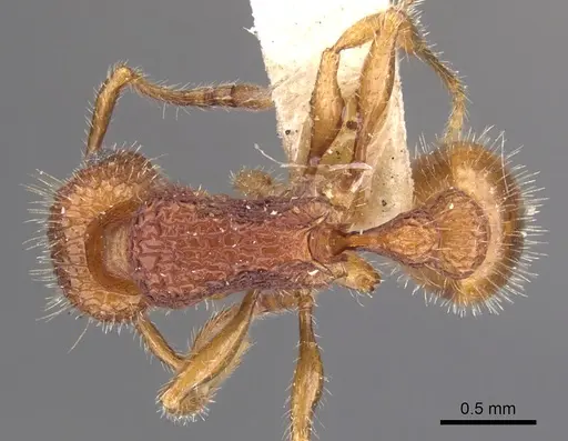 Tetramorium spinosum - CASENT0901047