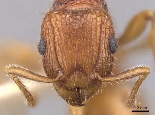 Tetramorium spinosum - CASENT0901047