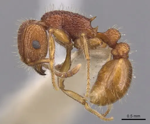 Tetramorium spinosum - CASENT0901047