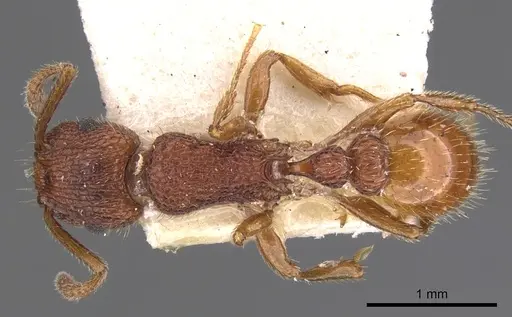Tetramorium spinosum - CASENT0901048