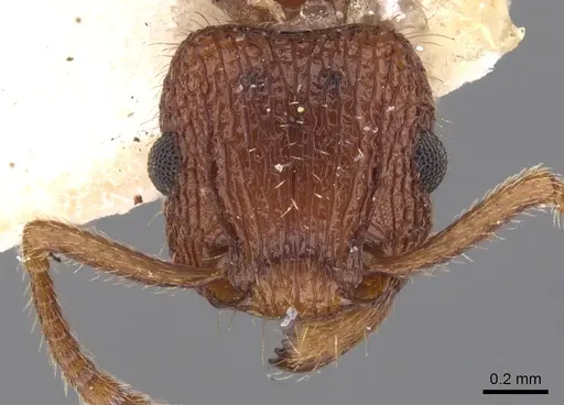 Tetramorium spinosum - CASENT0901048