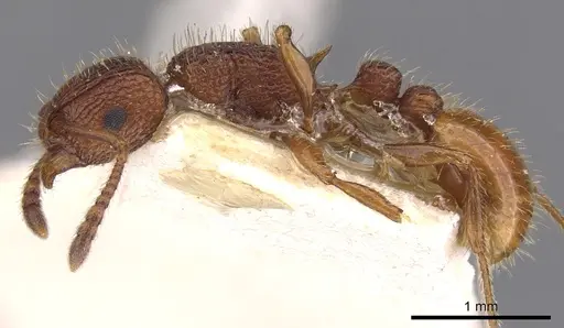 Tetramorium spinosum - CASENT0901048
