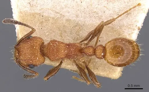 Tetramorium spinosum - CASENT0909195