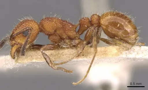 Tetramorium spinosum - CASENT0909195