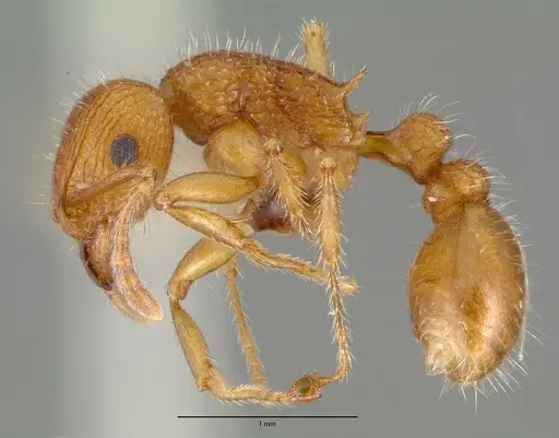 Tetramorium spinosum - CASTYPE00654