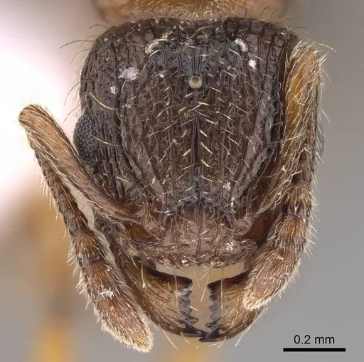 Tetramorium squaminode specimen