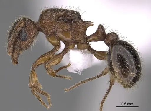 Tetramorium squaminode specimen