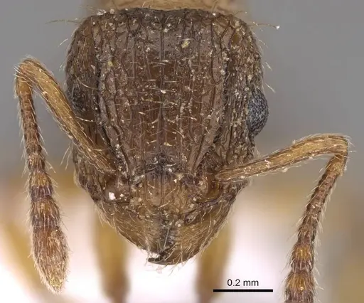 Tetramorium squaminode - CASENT0914585