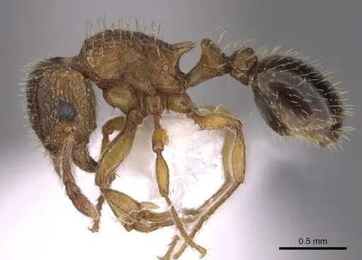 Tetramorium squaminode - CASENT0914585