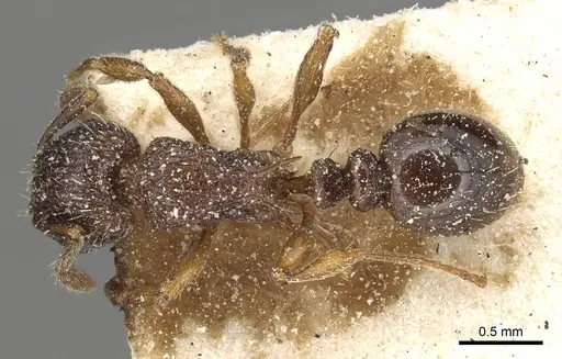 Tetramorium squaminode - CASENT0915083
