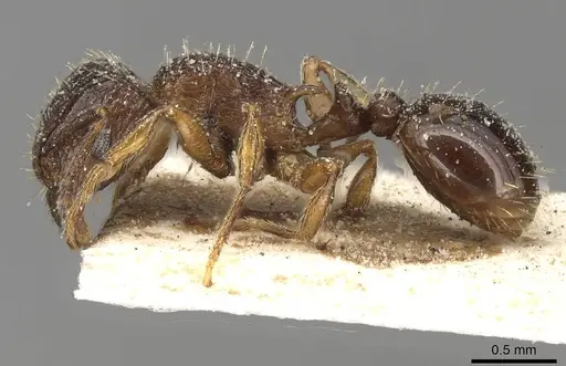 Tetramorium squaminode - CASENT0915083