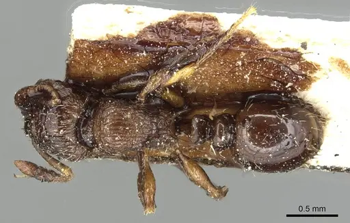 Tetramorium squaminode - CASENT0915421