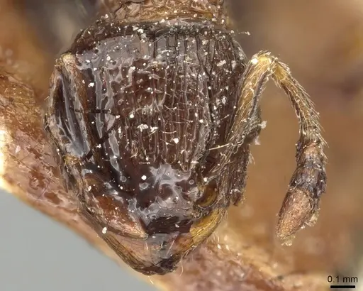 Tetramorium squaminode - CASENT0915421