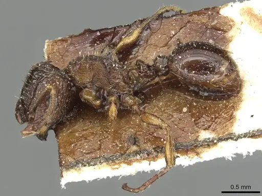 Tetramorium squaminode - CASENT0915421