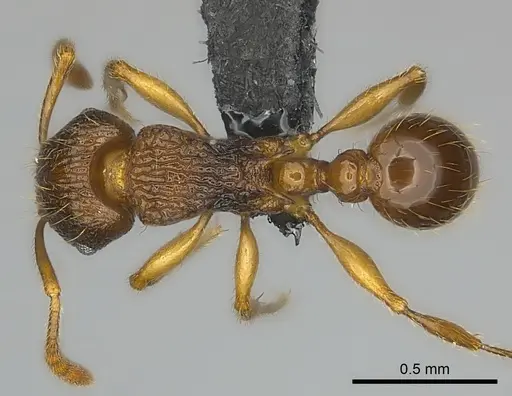 Tetramorium steinheili specimen