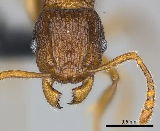 Tetramorium steinheili specimen