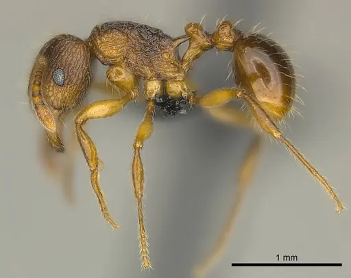 Tetramorium steinheili specimen