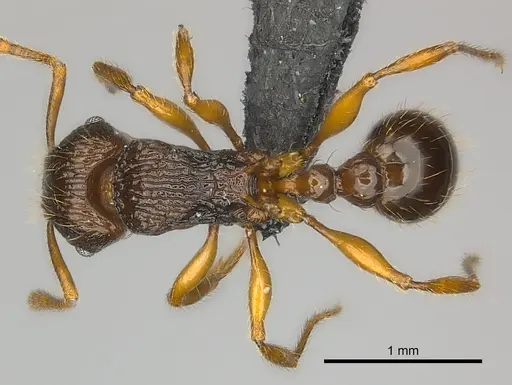 Tetramorium steinheili - CASENT0024655