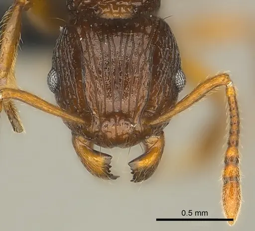 Tetramorium steinheili - CASENT0024655