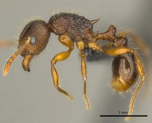 Tetramorium steinheili - CASENT0024655
