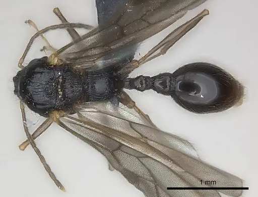 Tetramorium steinheili - CASENT0060794