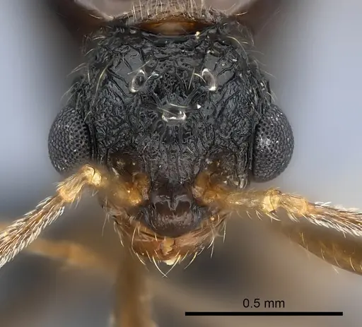 Tetramorium steinheili - CASENT0060794