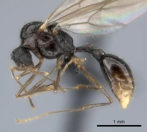 Tetramorium steinheili - CASENT0060794