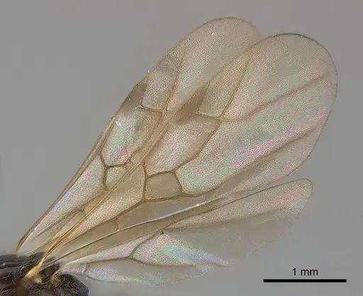 Tetramorium steinheili - CASENT0060794