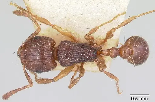 Tetramorium steinheili - CASENT0101257