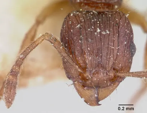 Tetramorium steinheili - CASENT0101257