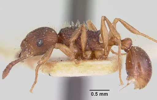 Tetramorium steinheili - CASENT0101257