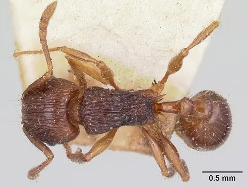Tetramorium steinheili - CASENT0101258