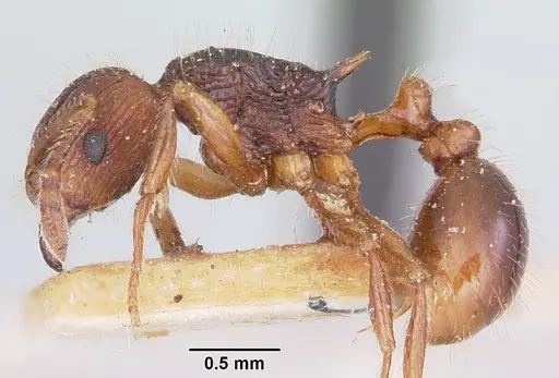 Tetramorium steinheili - CASENT0101258