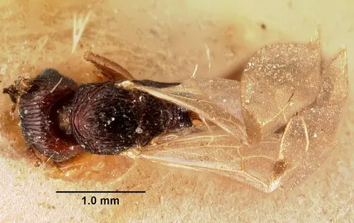 Tetramorium steinheili - CASENT0101491