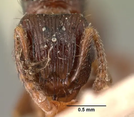 Tetramorium steinheili - CASENT0101491