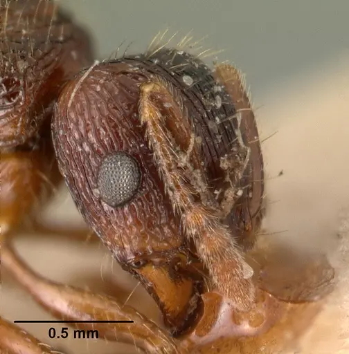 Tetramorium steinheili - CASENT0101491