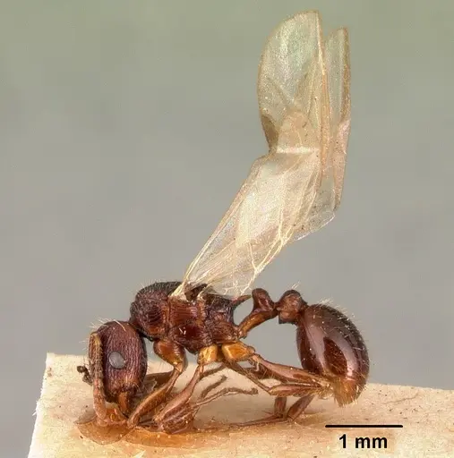 Tetramorium steinheili - CASENT0101491