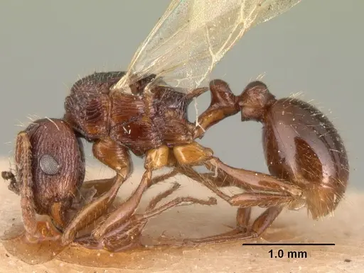 Tetramorium steinheili - CASENT0101491