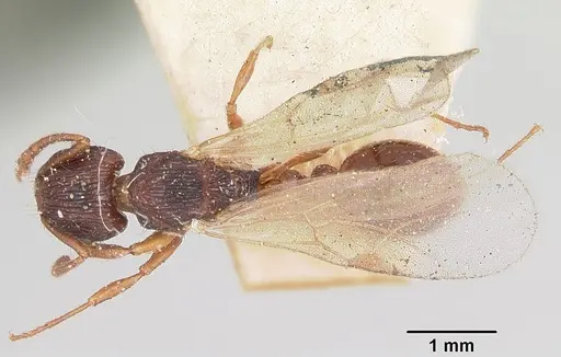 Tetramorium steinheili - CASENT0101566