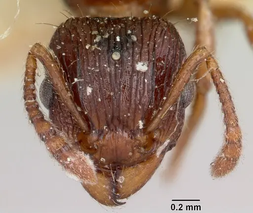Tetramorium steinheili - CASENT0101566