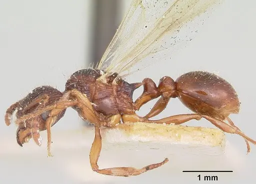 Tetramorium steinheili - CASENT0101566
