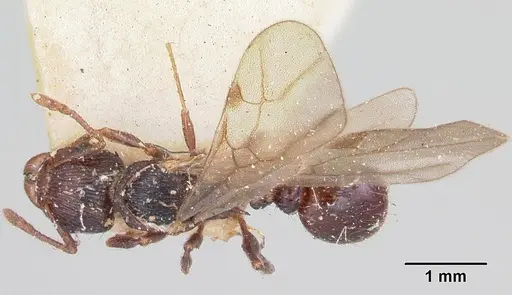 Tetramorium steinheili - CASENT0101801