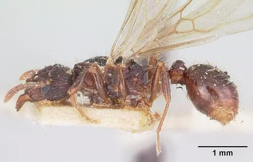 Tetramorium steinheili - CASENT0101801