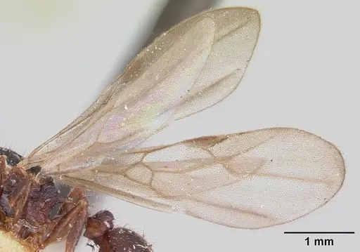 Tetramorium steinheili - CASENT0101801