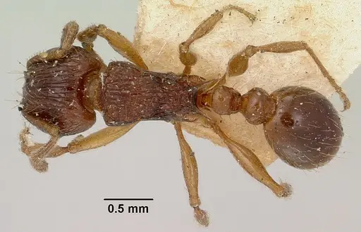 Tetramorium steinheili - CASENT0101814