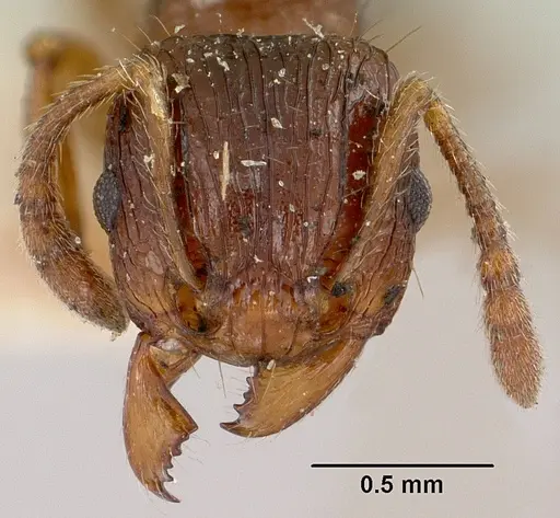 Tetramorium steinheili - CASENT0101814