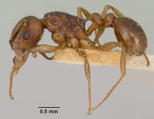 Tetramorium steinheili - CASENT0101814