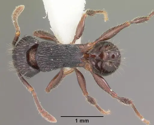 Tetramorium steinheili - CASENT0102393