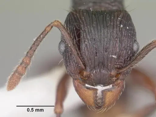 Tetramorium steinheili - CASENT0102393